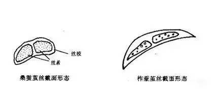 5招教您巧妙识别桑蚕丝与柞蚕丝