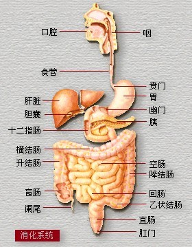 ④平时有事没事干咳:如压迫气管可出现气急,干咳,如果形成食管瘘则