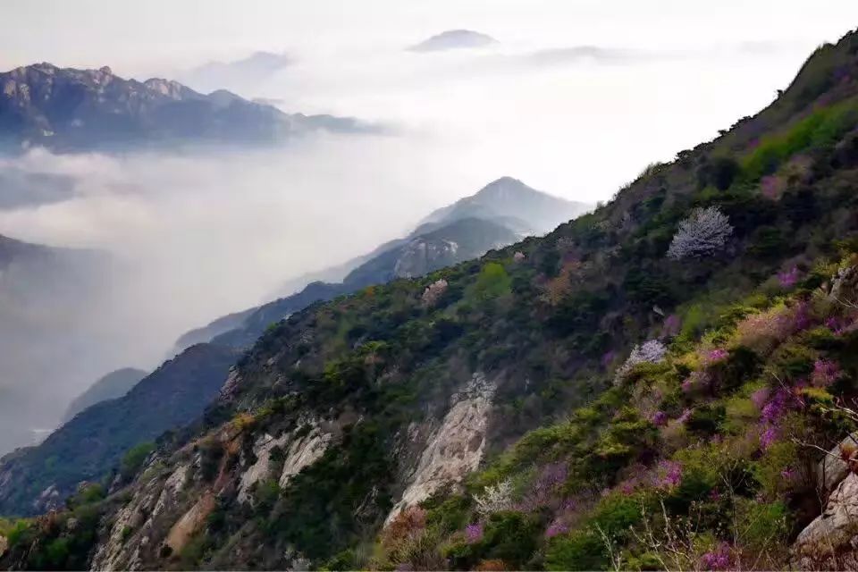 最大的黄金矿田 据勘查,招远的黄金储量约占 全国的 1/10 而罗山则