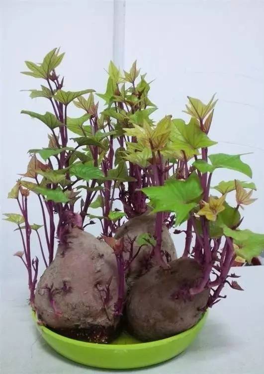 发芽的红薯最好不要吃,可以直接种到盆栽里,长叶子了吃鲜嫩的红薯叶