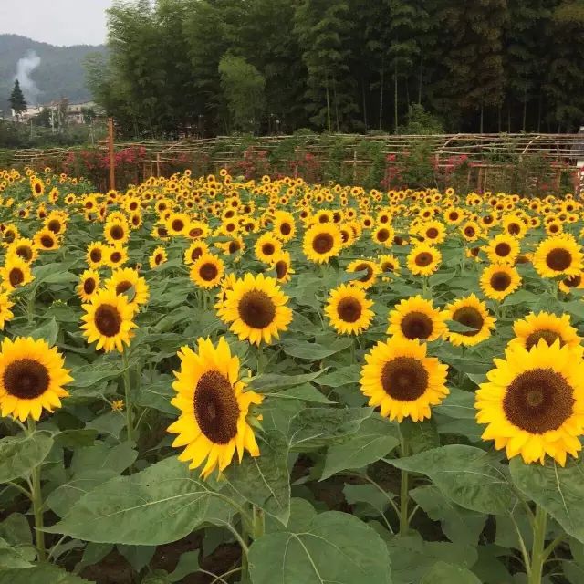 9月28日 上犹花溪谷,陡水全鱼宴,向日葵旅游文化节一日游,转发微信