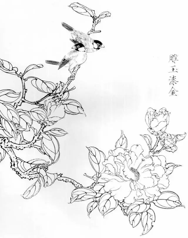 花卉禽鸟白描画稿欣赏