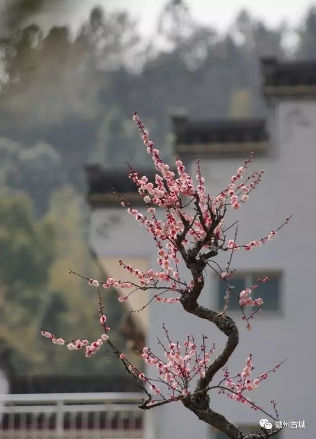 梅花本是神仙骨,落在徽州品自奇 刘群兴