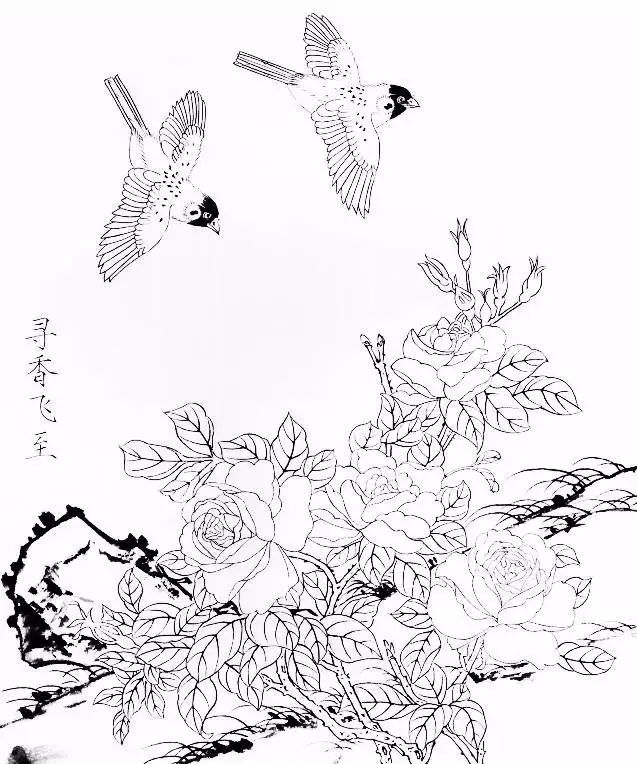 花卉禽鸟白描画稿欣赏