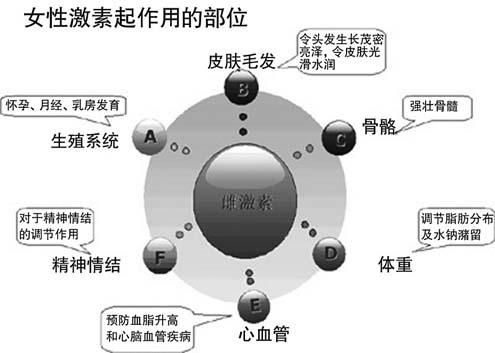 雌激素对乳腺的影响