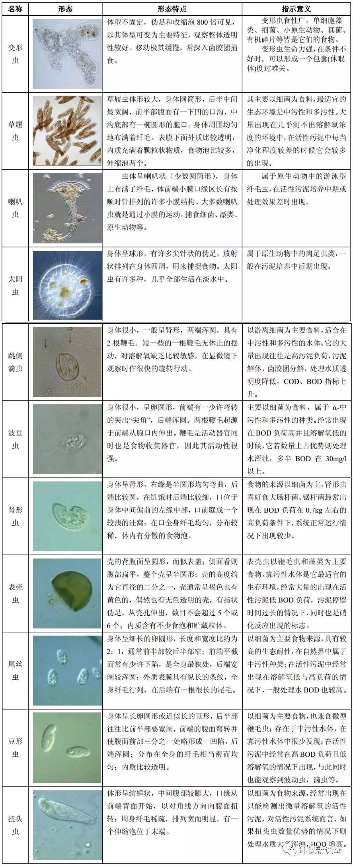 02 三种类型原生生物的特点及意义 1,非活性污泥类原生动物 03 常见