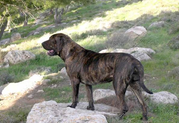 巴西菲勒犬丨一种能将柔情与凶猛收放自如的犬类
