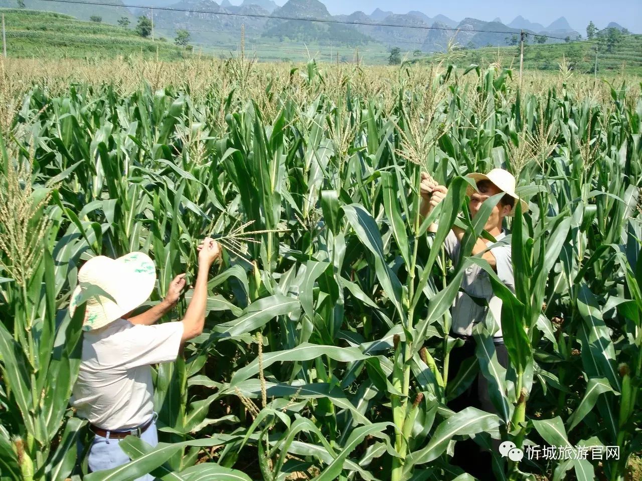 忻城农民在糯玉米地里辛勤劳作