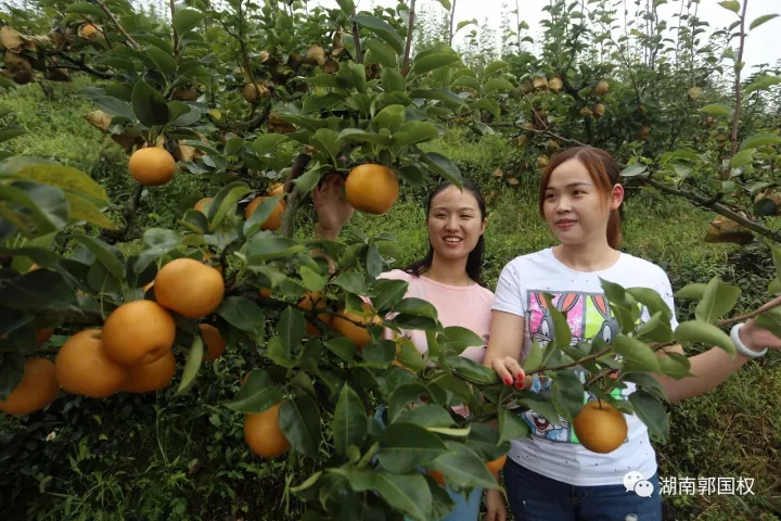 9月20日,古塘乡红星优质水果种植基地举行金秋梨采摘仪式,省市主流