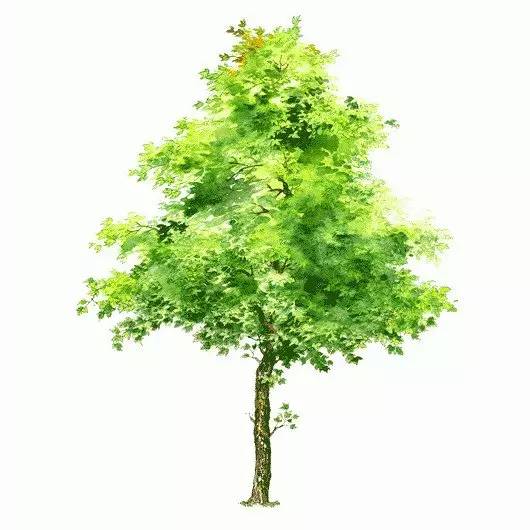 100种水彩树的画法