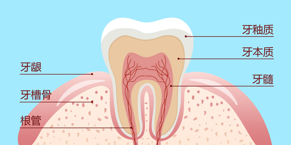 从外部和内部看,牙齿由四部分构成:牙釉质,牙本质,牙骨质,牙髓.