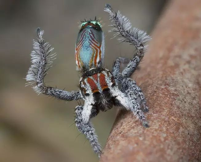 澳洲发现蜘蛛新品种,色彩鲜艳似外星生物!