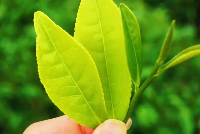 深山茶事丨武夷寻根,探访岩茶大师的足迹