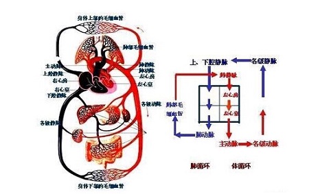 现代人的血液循环都不太好!