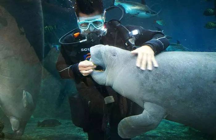 海牛老总_海牛高达