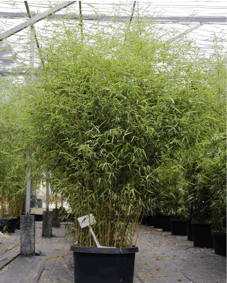 专注养竹数十年,专家为您讲解竹子与外界因素的关系