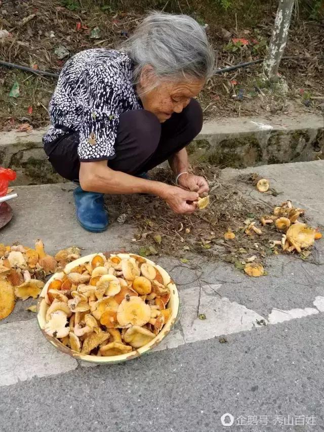 秀山人对香菌情有独钟香菌:又名松树菌,松毛菌,铆钉菇,松针菇.