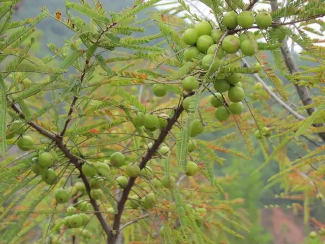 野生橄榄树(网络图片)