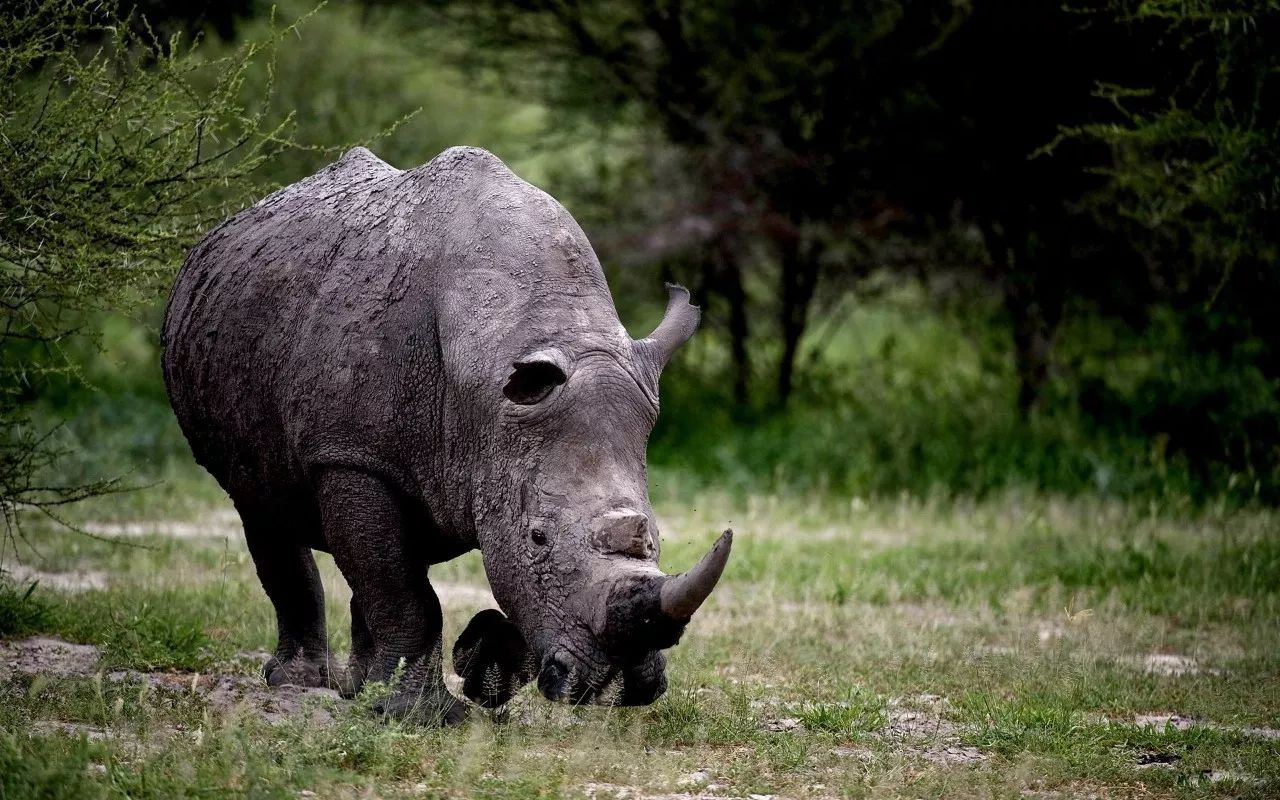 那沉默而古老的生命，黑犀牛与白犀牛 | 坦桑尼亚动物百科