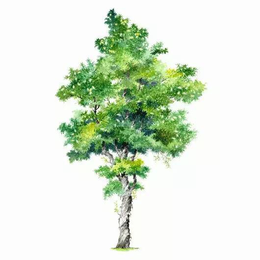 100种水彩树的画法