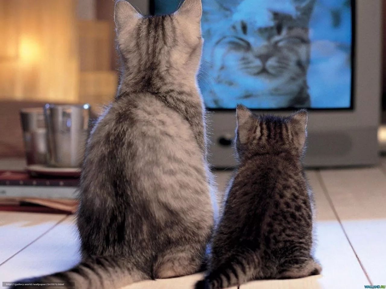 猫和狗真的在看电视吗ta们真的看懂了吗