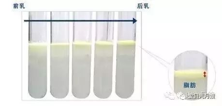 后奶:含有较多的脂肪,外观起来颜色比前奶白,在母乳喂养中,它可以为