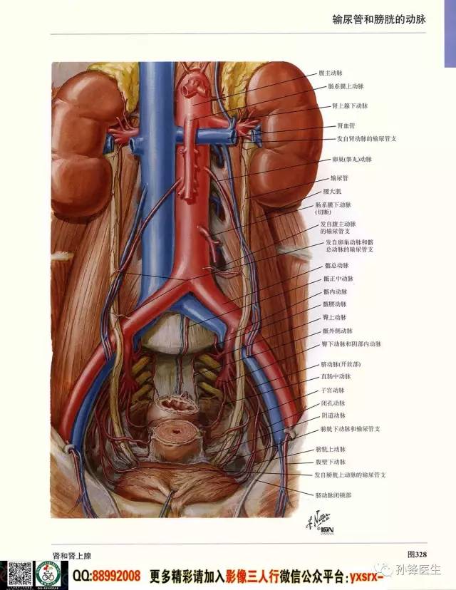 医学干货超高清的医学解剖图下