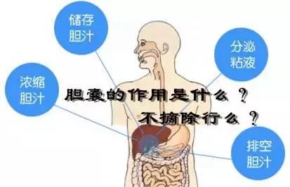 健康 正文 胆囊具有收缩和贮存胆汁的功能.