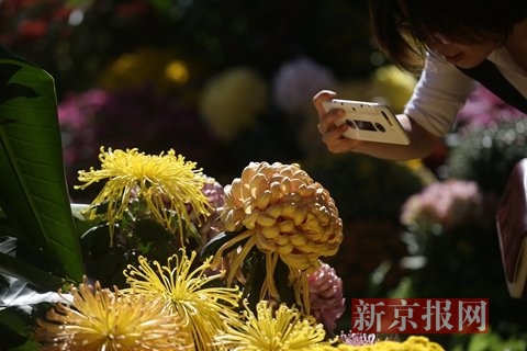 北海公园团城,第九届北京菊花文化节,市民在菊花坛边拍照留念.