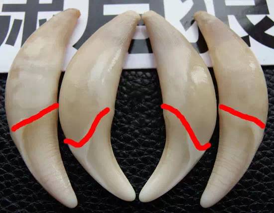 两组中间两科都为下獠牙 上下区分看齿冠过渡线 以下为狼上獠牙 狗牙