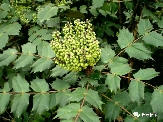 黄柏花性凉,味甘.根,茎性寒,味苦.