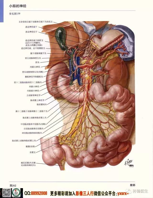 医学干货超高清的医学解剖图下