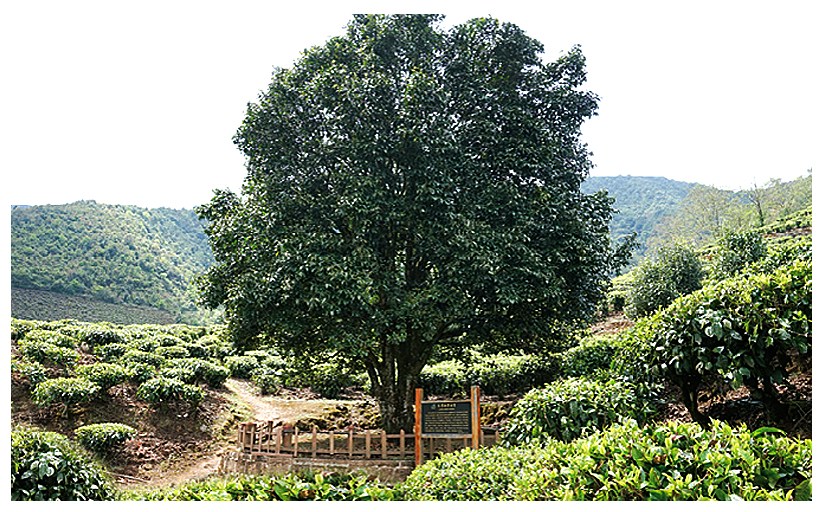 茶道技术无量山普洱茶区与茶叶特点