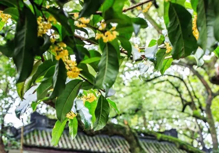 饱览山中星星点点的桂花,感受佛家的别样情怀,正所谓"山寺月中寻桂子