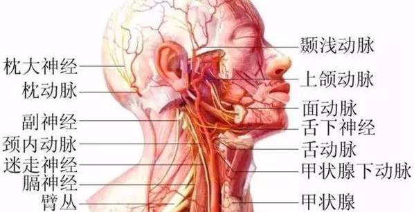 三,脖子僵硬,会影响人体交通枢纽