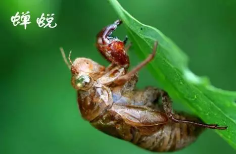 蝉蜕:不鸣则已 一鸣惊人