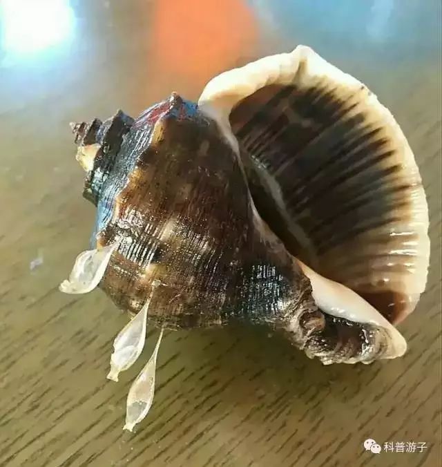 海洋科考 9 24档期 探秘渤海湾 成为海洋生物小达人 余两组