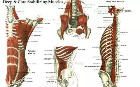 腰椎伸展稳定肌群包括多裂肌浅层和横突间