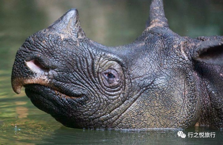 一只微笑着泡澡的爪哇犀2010年初,她的骨架在一处偏远的深谷中被发现