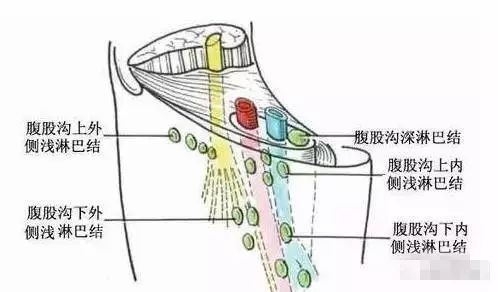 位于大腿与腹腔链接处,而在我们人体内大腿腹股沟是最大的十字路口