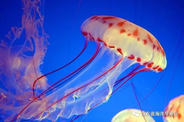 即将迎来六世同堂惹人羡~海洋里动不动活到上百岁的生物们,我不太敢称