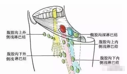 其中,腹股沟浅淋巴结位于腹股沟管外环前方的腹黄膜上,位于阴茎两侧