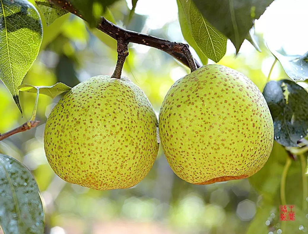 莱阳茬梨-梨新品种-图片