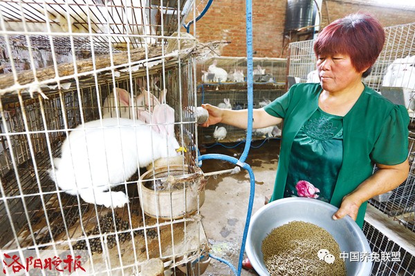 曹桂枝在照料兔子