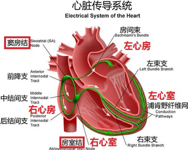 触电会死人,但为什么用除颤仪电击胸部能救人?