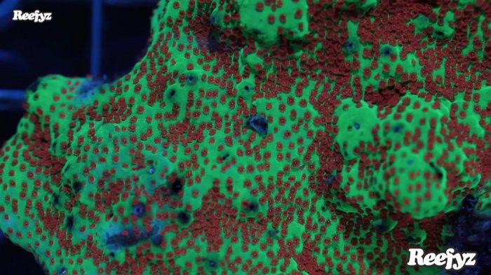 美观硬骨珊瑚草皮珊瑚蛙卵珊瑚红菇珊瑚展示缸内的火柴头珊瑚蛙卵珊瑚