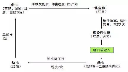 蛲虫的生活史,就是一部血淋淋的人体殖民史啊……蛲虫呈世界分布