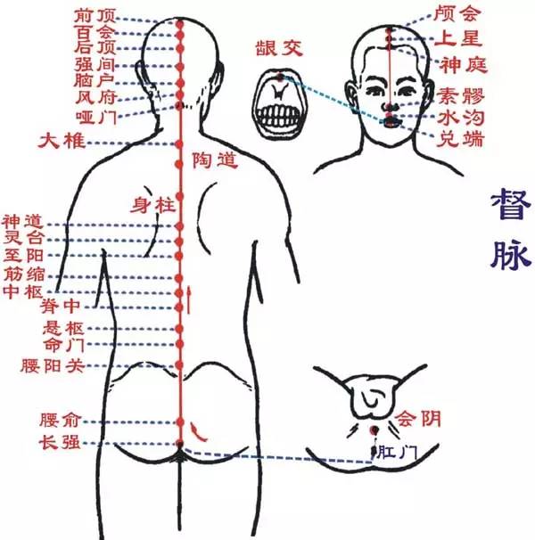 反射区,所以,调督脉可以调节五脏六腑的平衡,并且可以有效改善脊柱