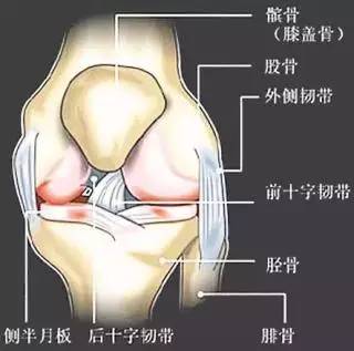 髌骨的结构