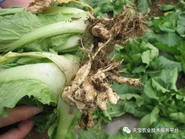 史上最全大白菜高清病害!19种病害防治方案